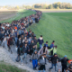 migranti, nelegální migranti, rada Evropy