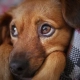 Klimatičtí aktivisté slibují, že zabijí milion psů, aby „snížili otisk uhlíku“