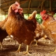 Masové vybíjení drůbeže pro údajné šíření ptačí chřipky je další útok na výrobu potravin