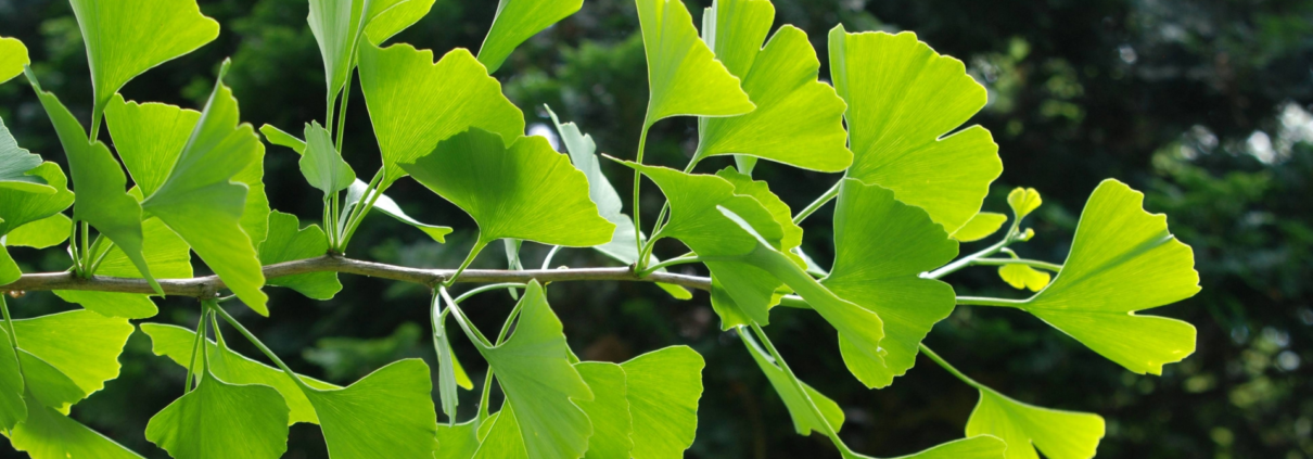 ginko biloba