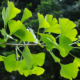 ginko biloba